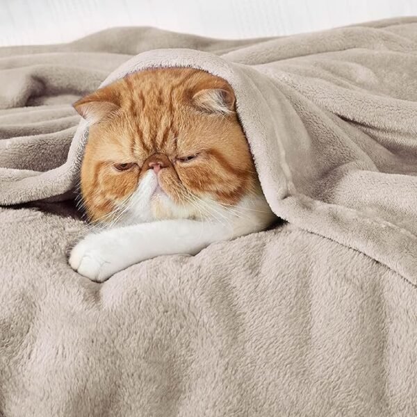 Member's Mark Herringbone Velvet Plush Blanket (Assorted Colors)